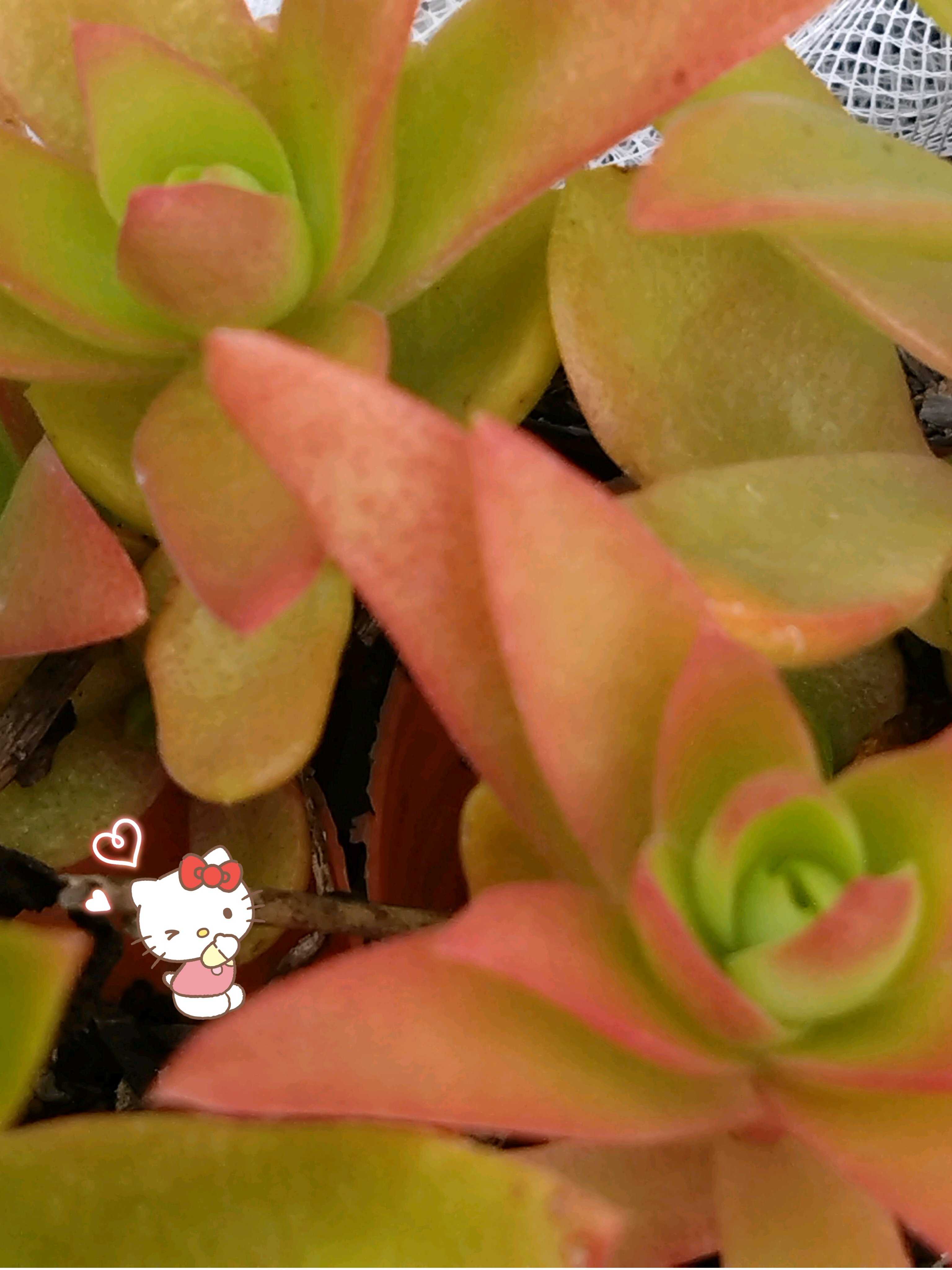 赤と緑のグラデーションが美しい！多肉植物の「夕映え」とは