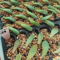 マツバボタン,朧月,ビアホップ ,淡雪,金晃丸の画像