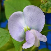 パンダスミレ,四角豆,繋がりに感謝✨,青い花マニア,チーム・ブルーの画像