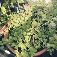 ペニーロイヤルミント,玄関アプローチの画像