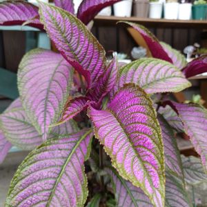 アキランサス,シロタエギク,観賞用トウガラシ,キキョウラン,斑入りアベリアの画像