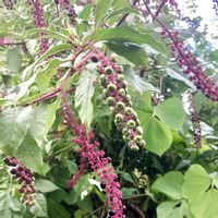 インテリア雑貨,フラワー雑貨,豪雪地,小さな庭の画像