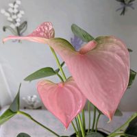 アンスリウム,ミニ胡蝶蘭,ミニ胡蝶蘭カララ,ピンクの花,ハートの葉っぱ♡の画像