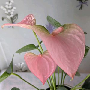 アンスリウム,ミニ胡蝶蘭,ミニ胡蝶蘭カララ,ピンクの花,ハートの葉っぱ♡の画像