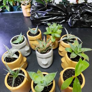 アロエ,多肉,エケベリア,アガベ,アロエ フラミンゴの画像