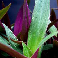 サトイモ,サトイモ,ムラサキオモト オーロラ,ムラサキオモト オーロラ,里芋（赤芽大吉）の画像