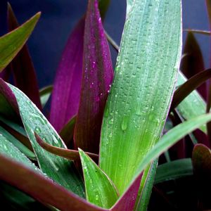 サトイモ,サトイモ,ムラサキオモト オーロラ,ムラサキオモト オーロラ,里芋（赤芽大吉）の画像