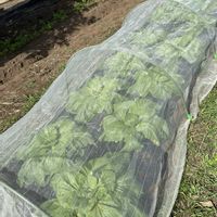 ムクゲ,カキ,インゲン,白菜,iPhone撮影の画像