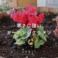 ガーデンシクラメン,花のある暮らし,植物のある暮らし,肥料,自然のある暮らしの画像