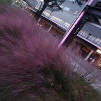 ニーレンベルギア,みなとみらい,横浜ハンマーヘッドの画像