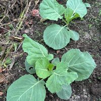 葉牡丹,キャベツ,アレチヌスビトハギ,アレチヌスビトハギ,オルトランの画像