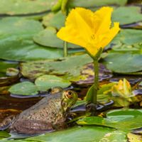 アサザ,皇居東御苑の画像