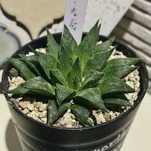 植え替え,ハオルシア属     ,秋の気配,多肉のある暮らし,もらいものの画像