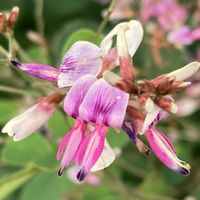 ハギ,お出かけ先にての画像