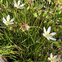 タマスダレ,ラッキークローバーの画像
