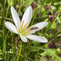 タマスダレ,ラッキークローバーの画像