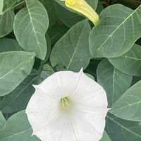 ゲンペイコギク,キク,ベゴニア,ミゾソバ,ペラペラヨメナの画像