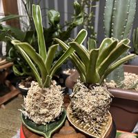 ネオレゲリア・ファイヤーボール,ニデラリウム ファイヤーボールの画像