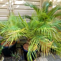 ソテツ,フェニックスロベレニー,シンノウヤシ,フェニックス,フェニックス ロベレニーの画像