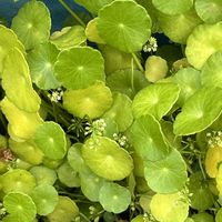 ウォーターマッシュルーム,かわいい,水草,癒される,美しいの画像