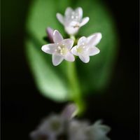 エゴノキ,エゴノキ,ミゾソバ,ミゾソバ,イタドリの画像