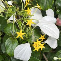 コンロンカの画像