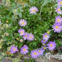 タイム,ブラキカム,ゴールデンレモンタイム,ハーブ,可愛いの画像