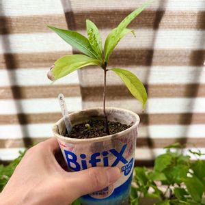 タブノキ,タブノキ,実生の画像