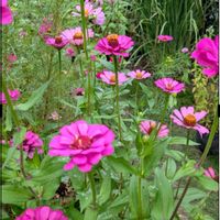 レモングラス,百日草,スイート  アリッサム,こぼれ種　ジニア,ガーデニングの画像