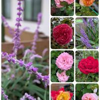 コキア,パッションフルーツ,ホトトギス,宇宙朝顔,薔薇や草花の画像