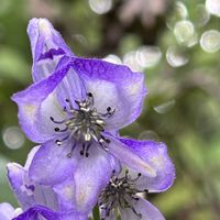 トリカブト,山野草,今日のお花,里山での出会い❁¨̮,はじっコの玉ボケ集‪ෆ‪.*･ﾟの画像