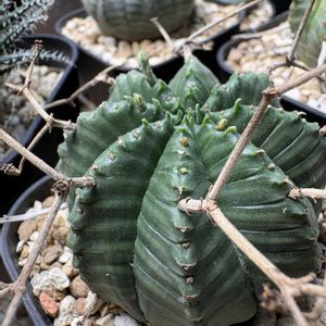 バリダ,ユーフォルビア属,ユーフォルビア バリダ,多肉植物,多肉植物のある暮らしの画像