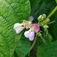 インゲン,散歩の途中で∪∵∪,ピンク組♪,ベジタブルフラワー♬の画像