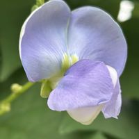 モロヘイヤ,四角豆,綺麗な色,珍しい野菜,奇跡の野菜の画像