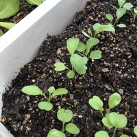 ルッコラ,リーフレタス,わさび菜,小蕪,プランター野菜の画像