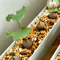 ブロッコリースプラウト,ペリオニア・レペンス,コノフィツム属,つぶやき,北海道の画像