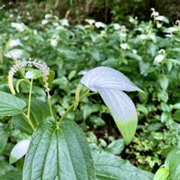 ハンゲショウ,花のある暮らし,夏の思い出,スマホ撮影,お出かけ先の画像