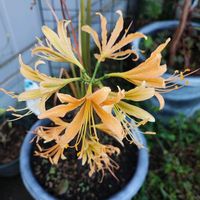 オトコエシ,ノコンギク,リコリス,淡雪,マッコスの画像