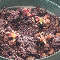 ハエトリソウ,観葉植物,食虫植物の画像