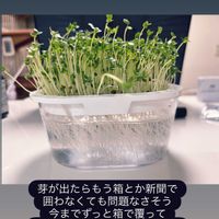 ブロッコリースプラウトの画像