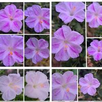 オシロイバナ,ｵｼﾛｲﾊﾞﾅ,ﾏﾂﾊﾞﾎﾞﾀﾝ,大輪咲き松葉牡丹,種蒔きからAの画像