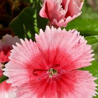 セキチク,セキチク,癒し,朝日,庭の画像