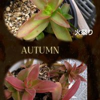 火祭り,赤鬼城,クラッスラ属,火祭り紅葉,赤鬼城紅葉の画像