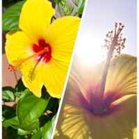 スノーフレーク,ナス,ハイビスカス,フリージア,ピーマンの画像