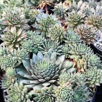 センペル,センペルビブム属,センペルビウム,多肉植物,センペルビブムの画像