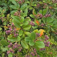 サラサドウダンの画像