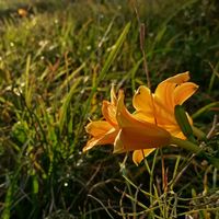 ヘメロカリス,お出かけ先の画像