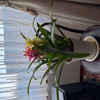 グズマニアの画像