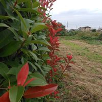 コスモス,ツユクサ,ツルムラサキ,いね,アカメの画像