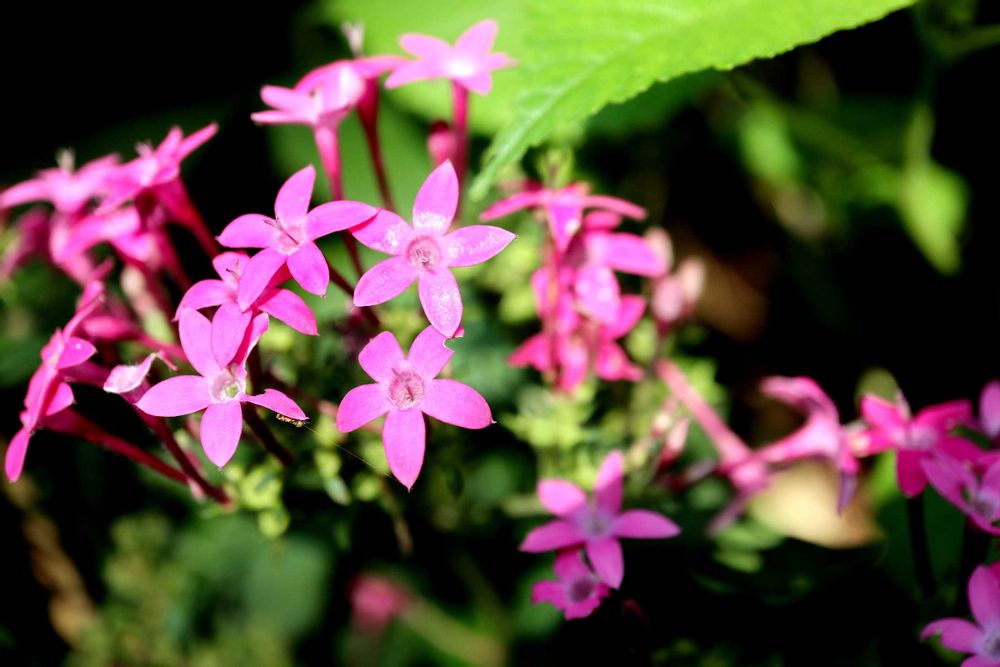 野葡萄さんの里山ガーデン（大花壇）への投稿
